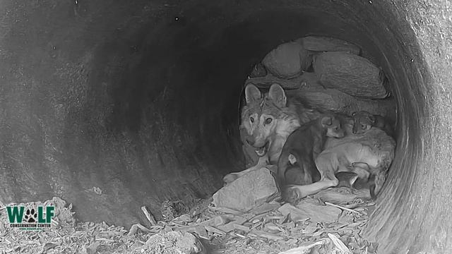 Squirmy Wolf Pups Climb All Over Mom смотреть онлайн