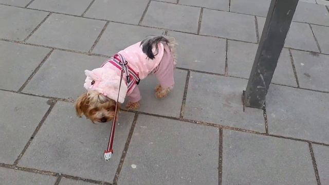 Dog Vlog\Дог влог. Поездка к ветеринару с Йорком,  💉прививка.
