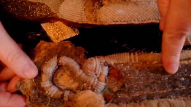 Как вышить красивую икону с помощью бисера. Чем можно украсить вышивку из бисера. смотреть онлайн