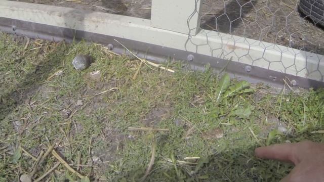 A Walk through our chicken coop смотреть онлайн