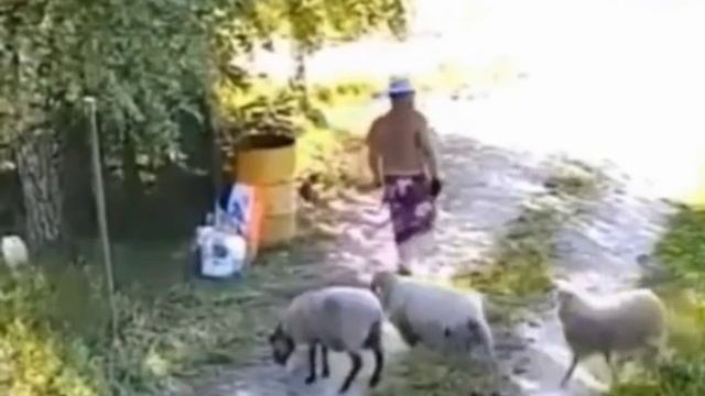 С баранами будь внимательнее!))) смотреть онлайн
