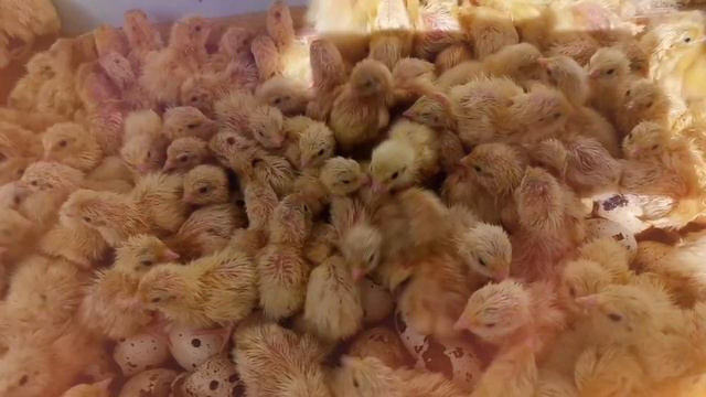 ВОТ Каким должен быть оплод перепелиных яиц!!! Вылупление из моих яиц 26.08.2021 смотреть онлайн