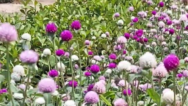 Gomphrena globosa/Globe amaranthus смотреть онлайн
