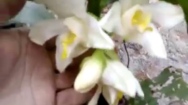 chysis bractescens esta abrindo 5 flores смотреть онлайн