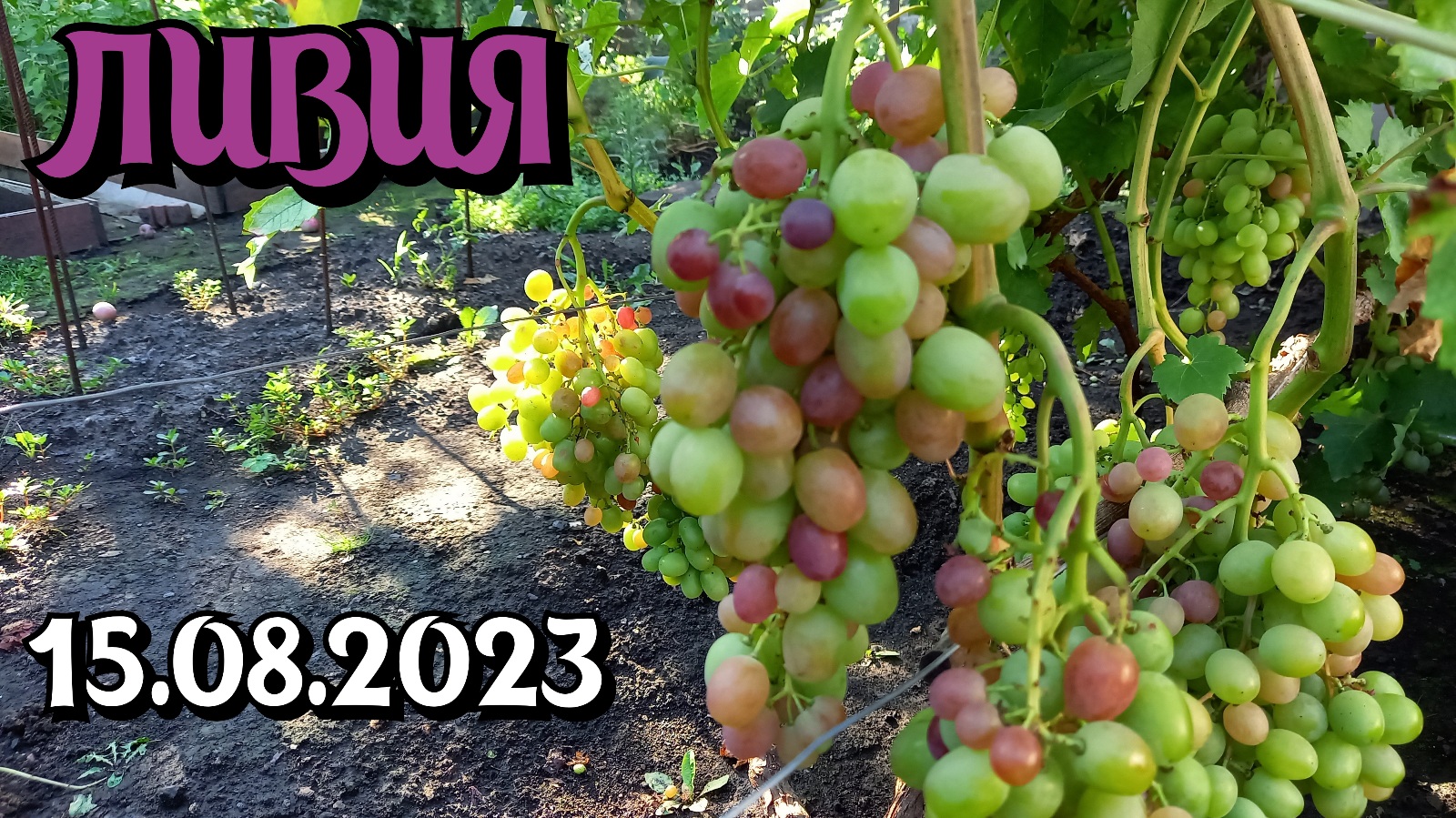 Виноград ЛИВИЯ на 15.08.2023 смотреть онлайн