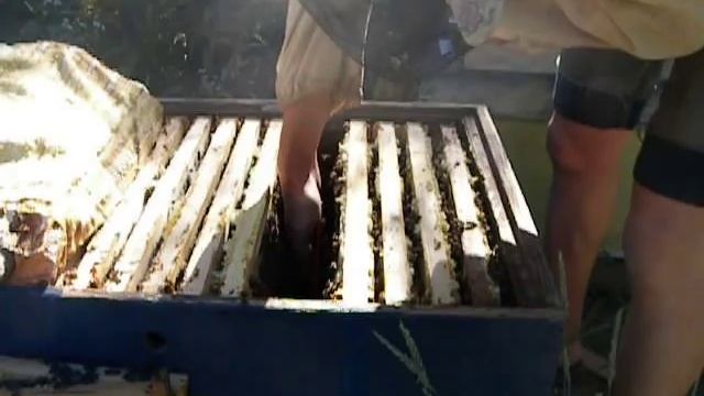 Пчеловодство.Мой Бакфаст Б-43 в лежаке. смотреть онлайн