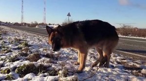 За что собаке поставили памятник в Тольятти?