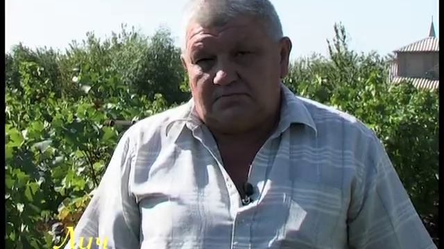 Виноградарство.Французские сорта в Волгограде. смотреть онлайн