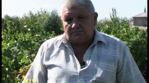 Виноградарство.Французские сорта в Волгограде.