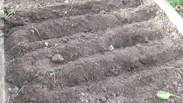 Грядка для посева под зиму смотреть онлайн