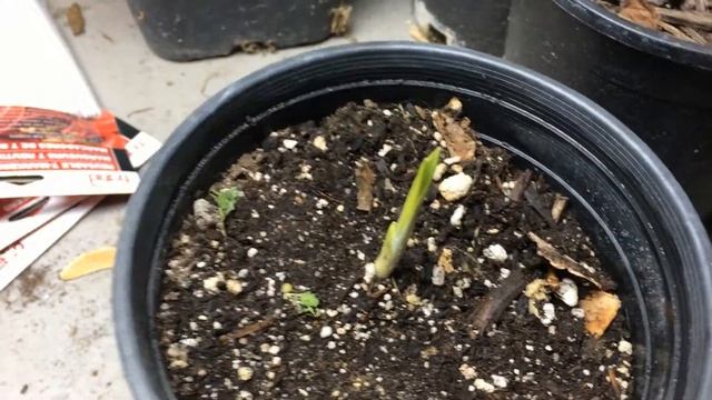 Great Camas (Camassia leichtlinii) Sprouting - Ninja Gardening - Episode 90 смотреть онлайн