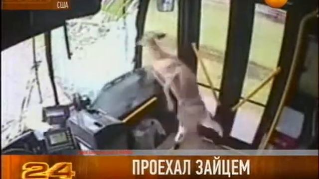 Проехал зайцем смотреть онлайн