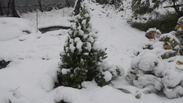 Первый снег на даче в Подмосковье 06.10.2019г. смотреть онлайн