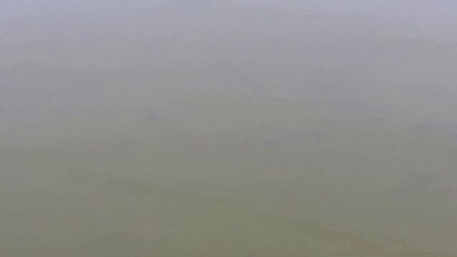 косяк толстолобика редкие кадры смотреть онлайн