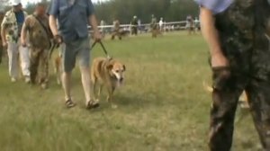 11 я Всероссийская выставка охотничьих собак ринг русские гончие