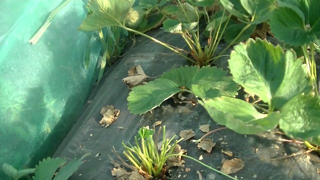 Обрезка клубники. Как выкорчевать старый куст клубники. смотреть онлайн