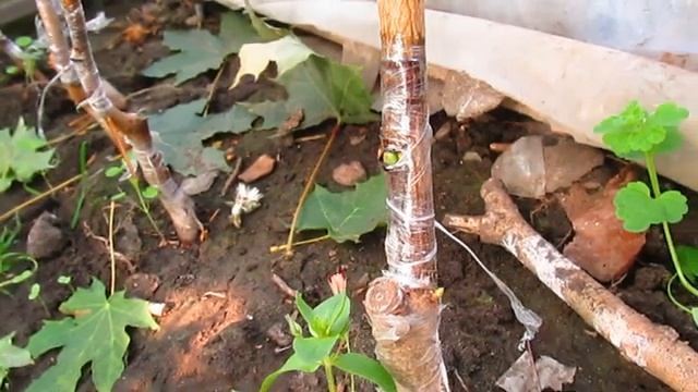 Когда можно прививать летом и каким способом. смотреть онлайн