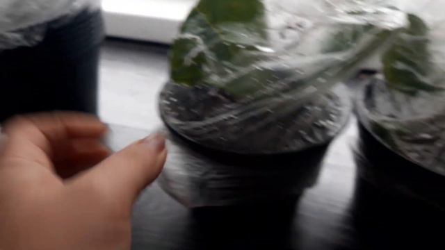 Погода бррр.черенки готензий укоренились🤗 смотреть онлайн