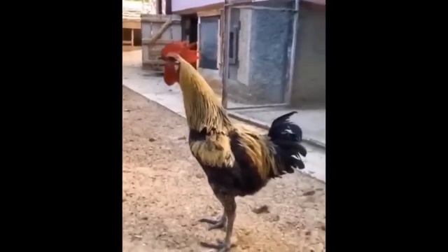 Лучший звук окончания фризтайма смотреть онлайн