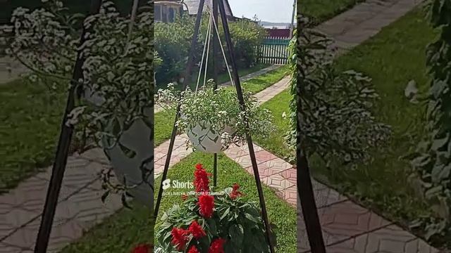 Композиция из цветов_ Алиссум вегетативный, Сальвия и Цинерария Приморская. Сибирь. смотреть онлайн