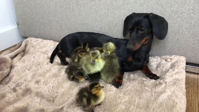 Easter Compilation Unlikely Animal Friends: Dachshunds, Bunnies, Ducklings & Chicks. смотреть онлайн