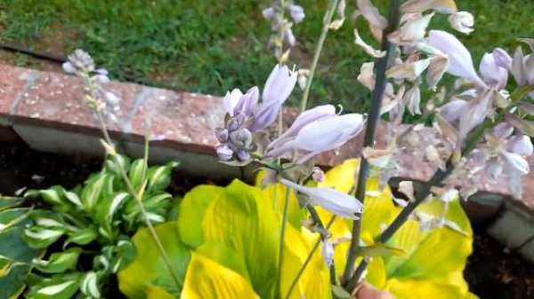 #хоста / Цветёт хоста гигант Сам энд Сабстенс( лат.hosta Sum and Substance) .Что делать дальше?