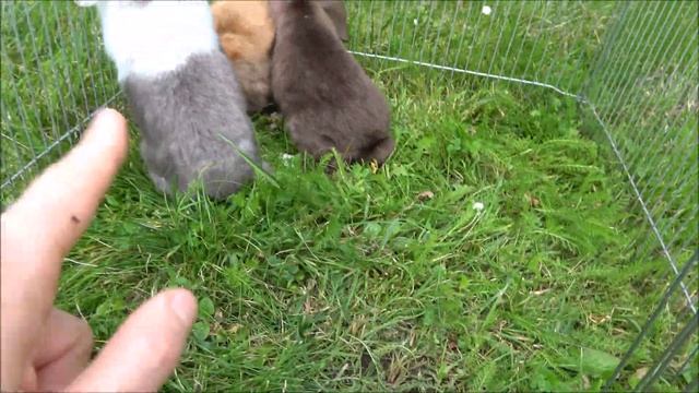 Декоративные кролики в вольерах. Содержание декоративных кроликов на улице. смотреть онлайн