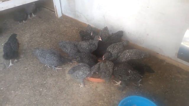 Индюшата.Цыплята Малины (Мехеленская кукушка). смотреть онлайн