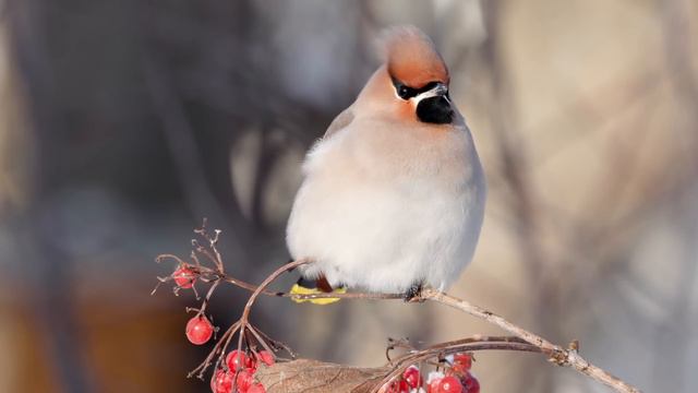 Свиристель. Мороз -28°С. Дневник натуралиста. 4 января 2024 г. смотреть онлайн