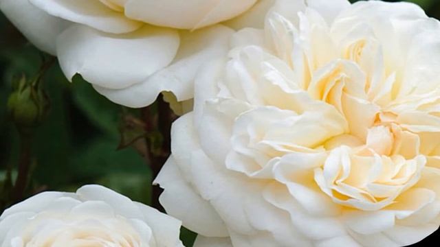 Tranquillity Rose, English Rose, David Austin