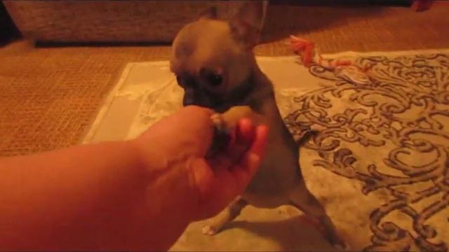 Мини девочка Дюймовочка из Цветной симфонии смотреть онлайн