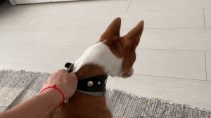 Вот так гавкает басенджи Смарт