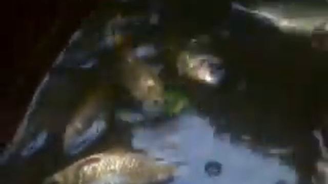 карась линь сазан смотреть онлайн