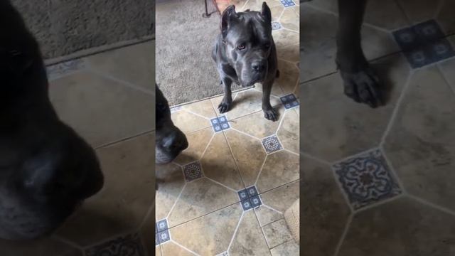 Кофе тайм ☕️#tttt #cane #canecorso #канекорсо #canecorsoitaliano