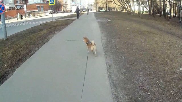 Нуки семь месяцев. Обо всем понемногу. Наш щенок Сиба-ину. смотреть онлайн