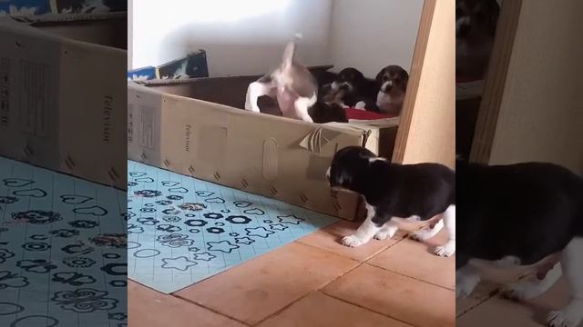 Beagle bicolor 27 días смотреть онлайн