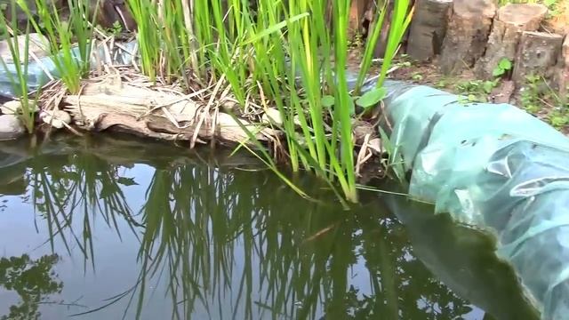 Какую рыбу селить в пруду. Рыба для пруда. смотреть онлайн