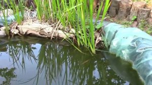 Какую рыбу селить в пруду. Рыба для пруда.