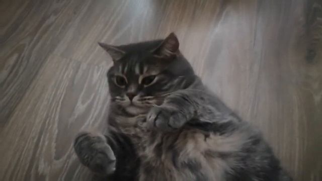 Забавный кот подмигивает) смотреть онлайн