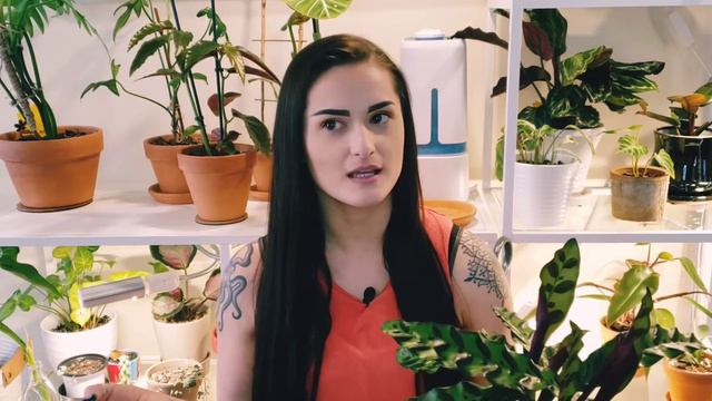 HUGE PLANT HAUL | HOUSEPLANT HAUL | Uncommon & Common Houseplants