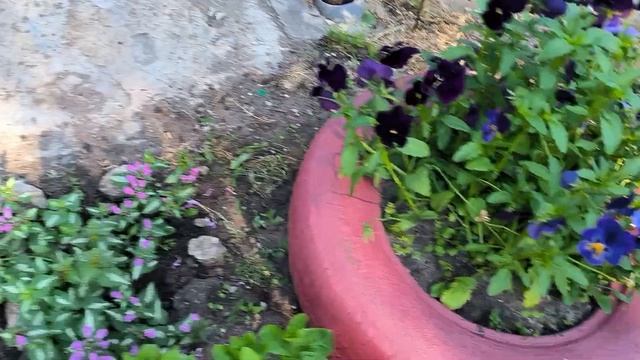 Цветущая Виола с весны до самых морозов смотреть онлайн