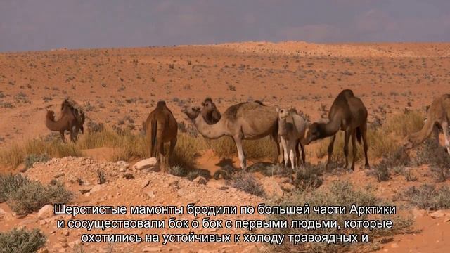 Ученые намерены вновь заселить тундру мамонтами: генетический эксперимент смотреть онлайн
