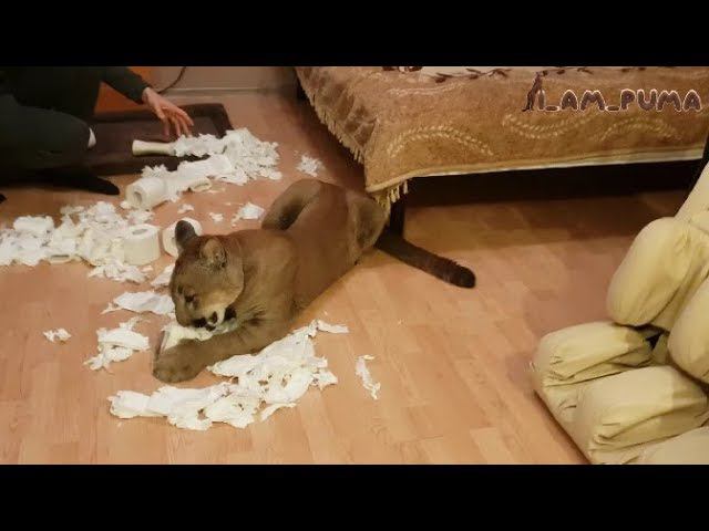 С днем рождения, пума Месси!  Happy Birthday, Puma Messi!