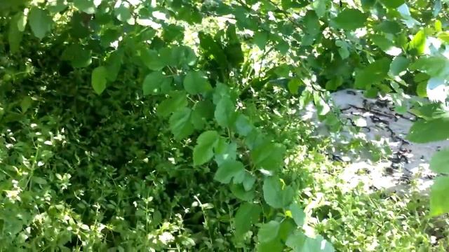 Разбираюсь с малиной и виноградом\\Вредные советы смотреть онлайн