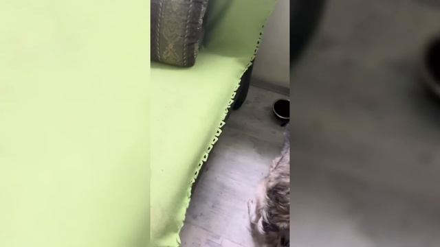 Бездомный щенок впервые встречается с семьей | До слез смотреть онлайн