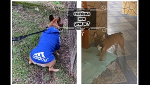 Приучение щенка французского бульдога к туалету