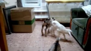 Новорожденные козлята. Первые дни жизни.