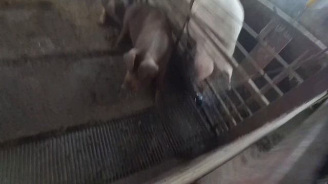 Камеры видео наблюдения в сарае.