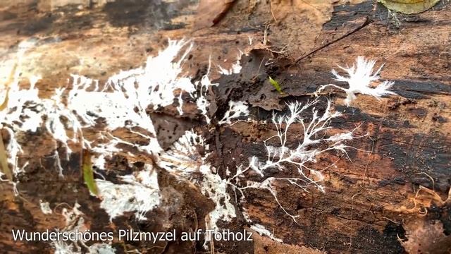 Pilze im November | 17.11.2019 | Austernseitling, Samtfußrübling, Judasohr | Winterpilze | Auwald смотреть онлайн
