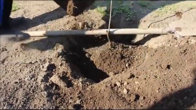 Посадка плодовых деревьев, сажаем хурму в саду смотреть онлайн